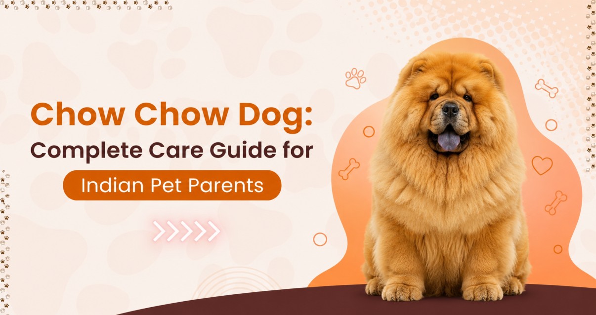 Chow Chow Dog: Complete Care Guide for Indian Pet Parents